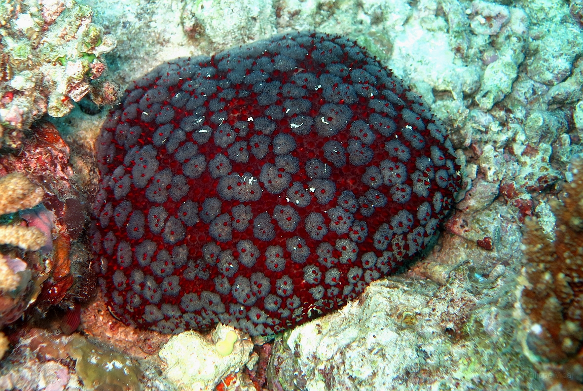 IMG_0219rf_Maldives_Madoogali_Plongee 1_House reef_Asterie_Culsita sp.jpg